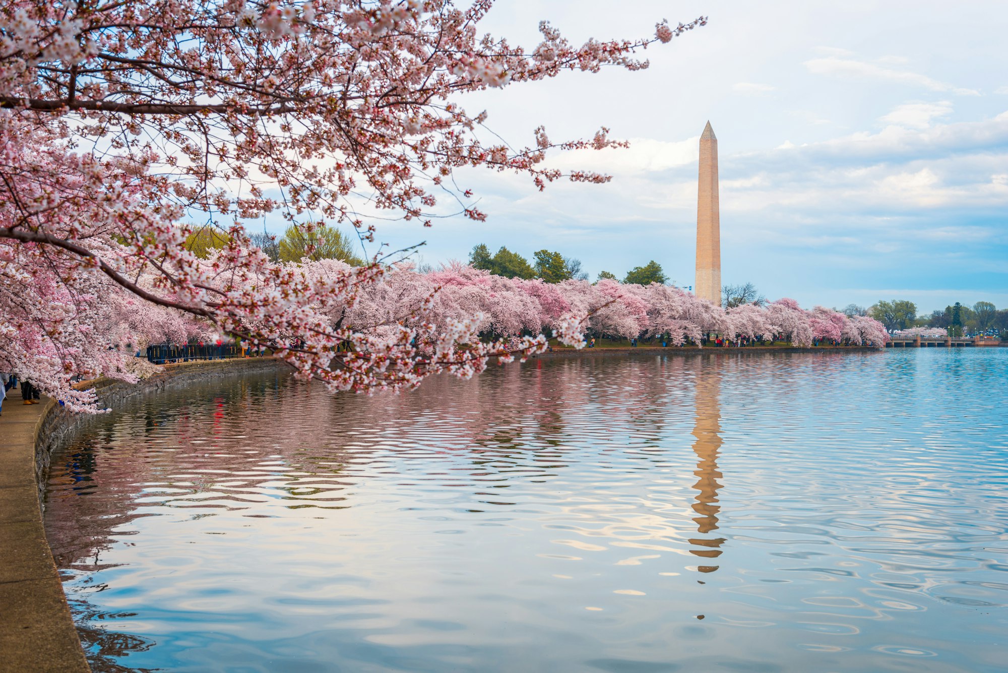 Washington DC, USA at the tidal basin with Washington Monument